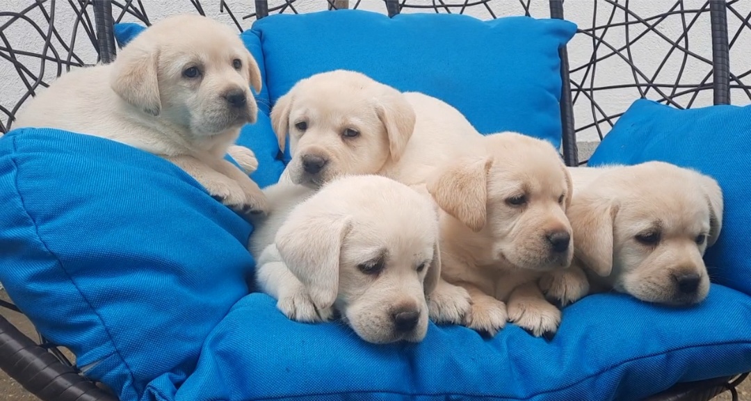 Labrador štenci