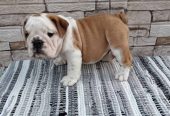 Engleski bulldog