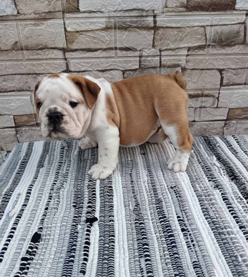 Engleski bulldog