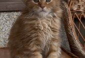 Maine Coon mačići