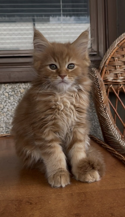 Maine Coon mačići
