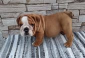 Engleski bulldog