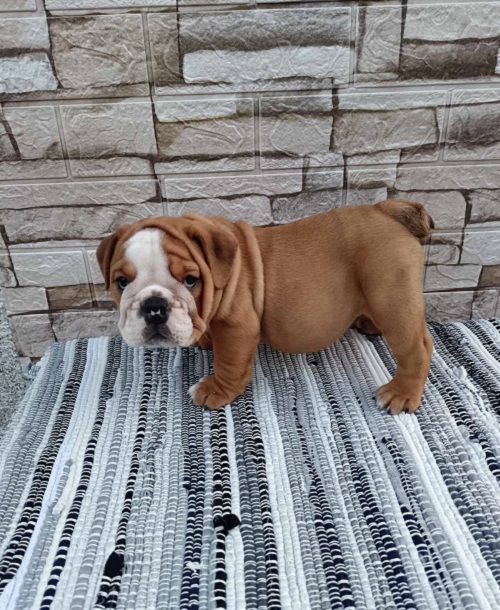 Engleski bulldog