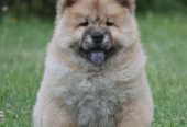 Chow Chow Cau Cau Čau Čau