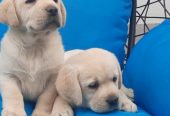 Labrador štenci