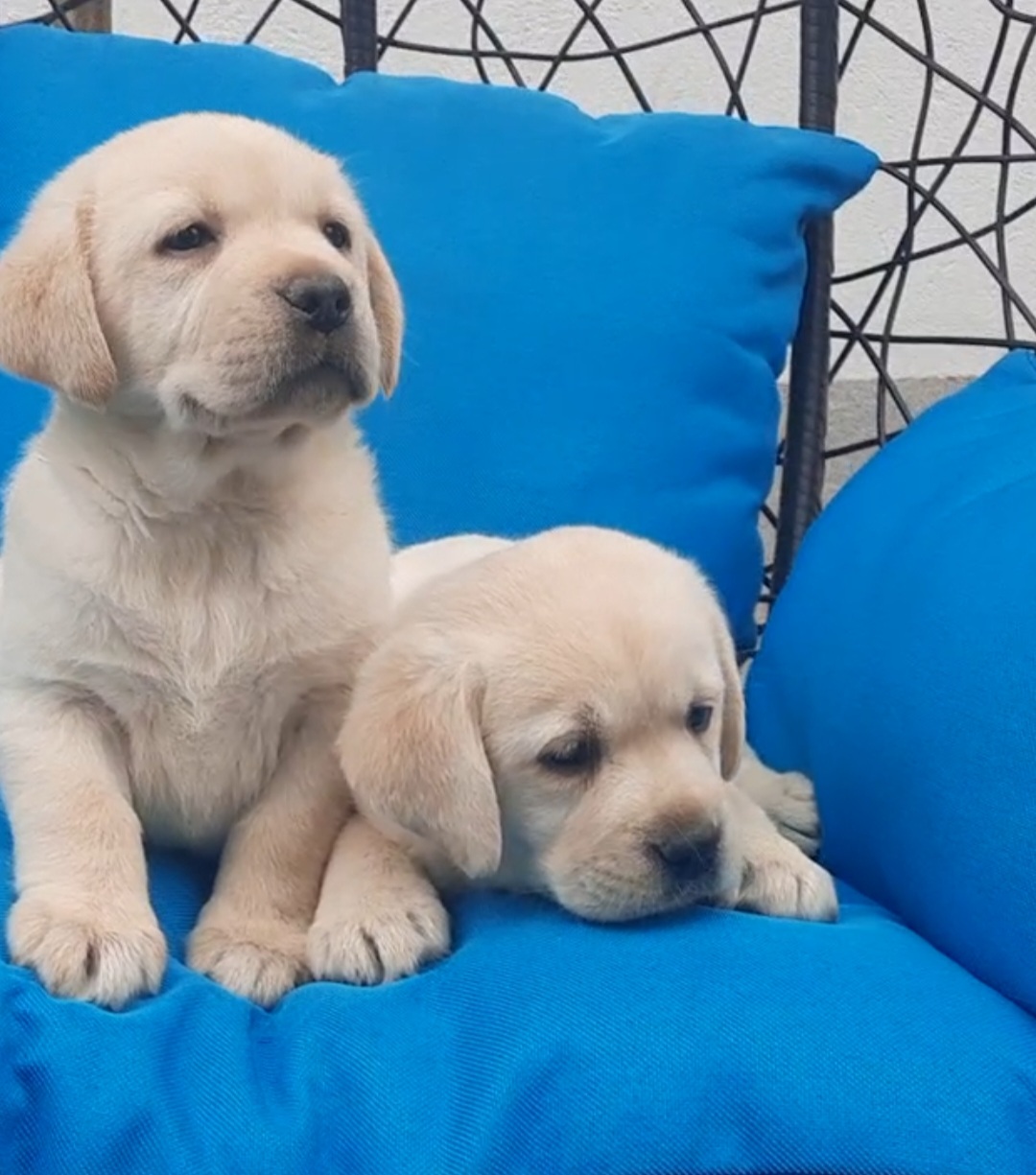 Labrador štenci
