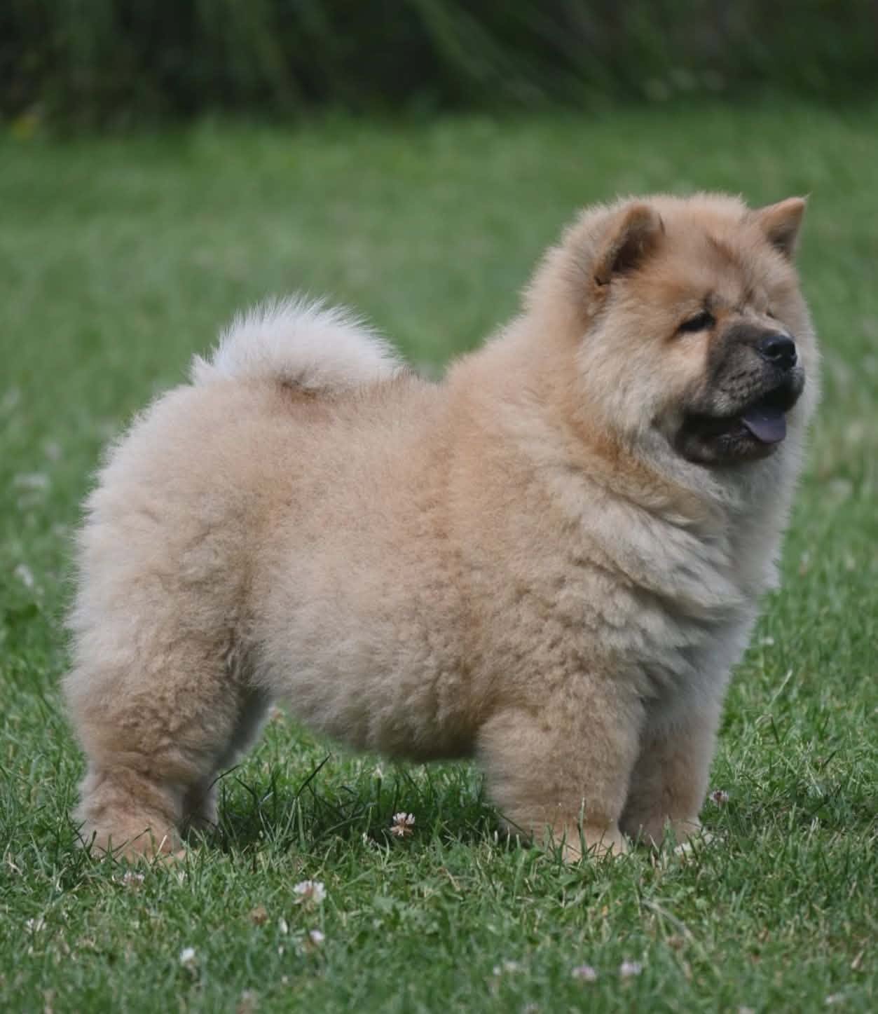 Chow Chow Cau Cau Čau Čau