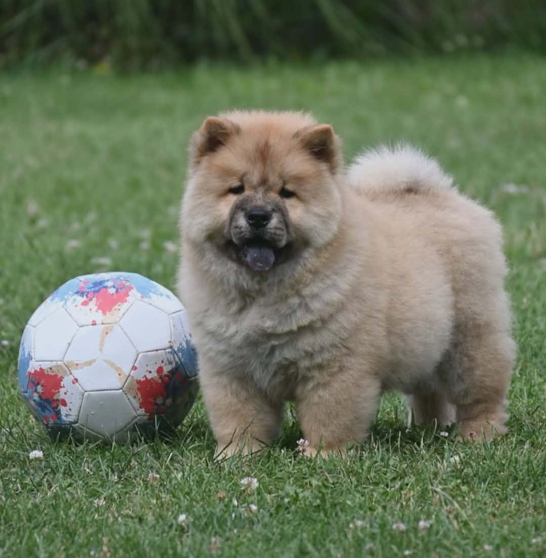 Chow Chow Cau Cau Čau Čau