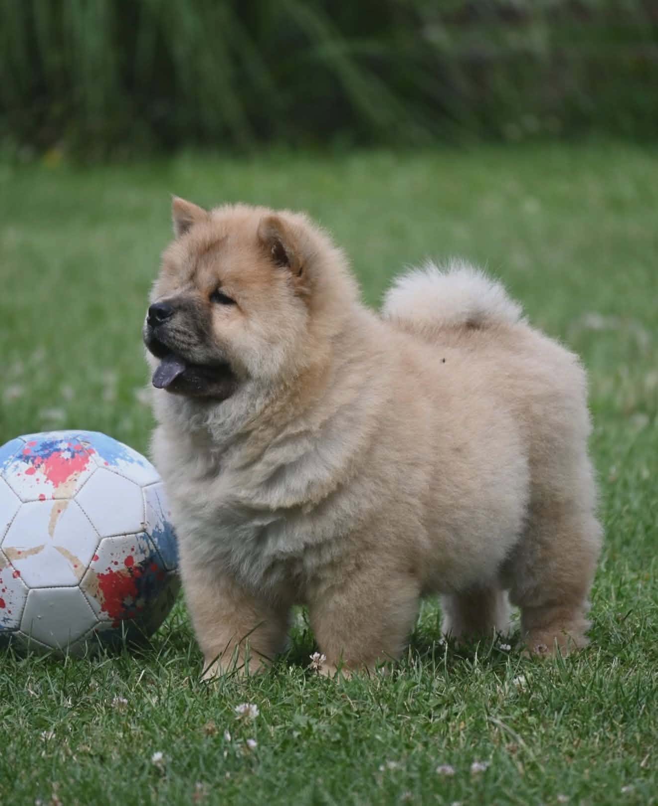 Chow Chow Cau Cau Čau Čau