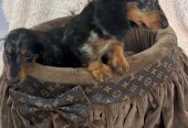 Dugodlaki patuljasti jazavičari merle boje