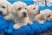 Labrador štenci