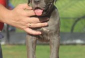 Cane Corso štenci
