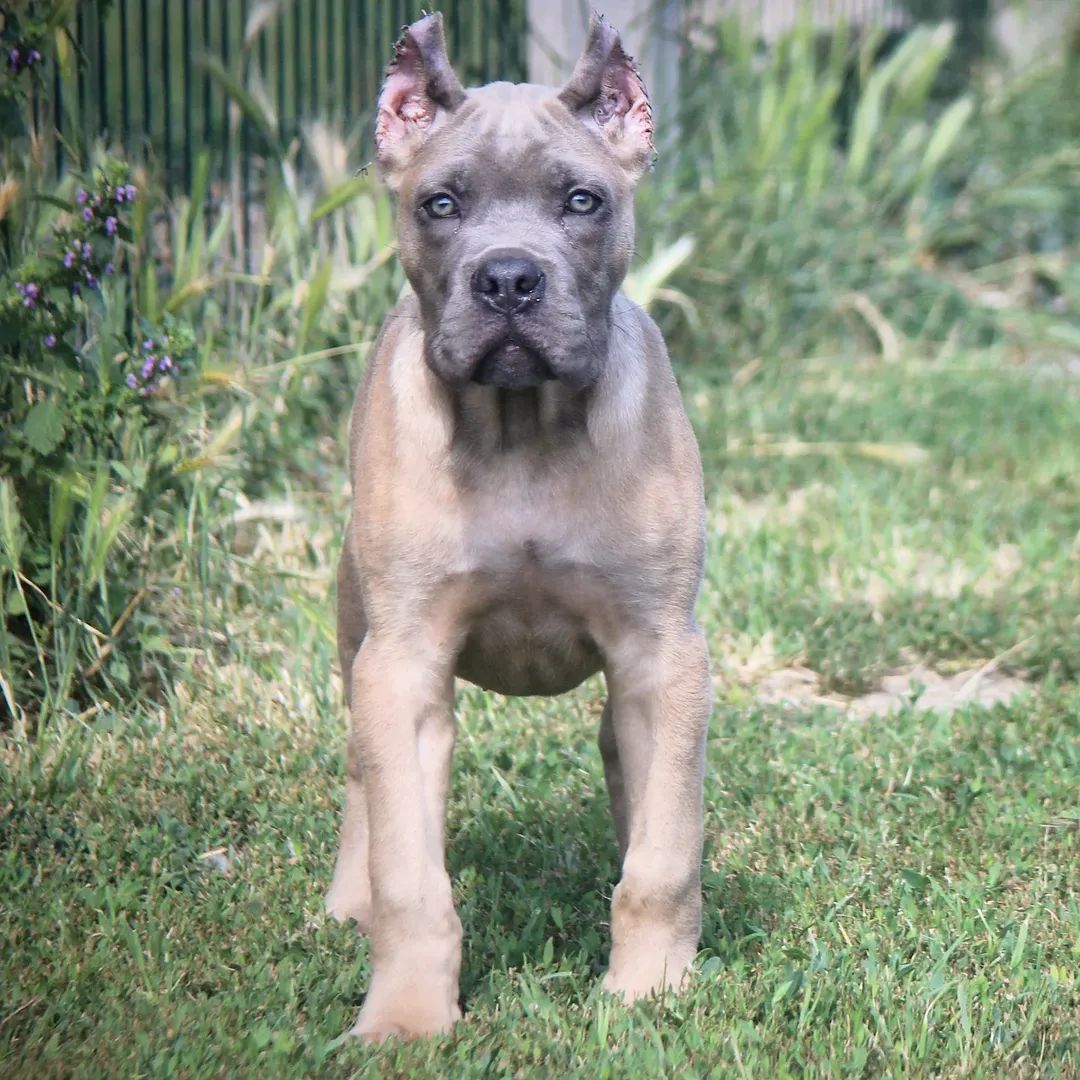 Cane Corso štenci