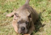 Cane Corso štenci