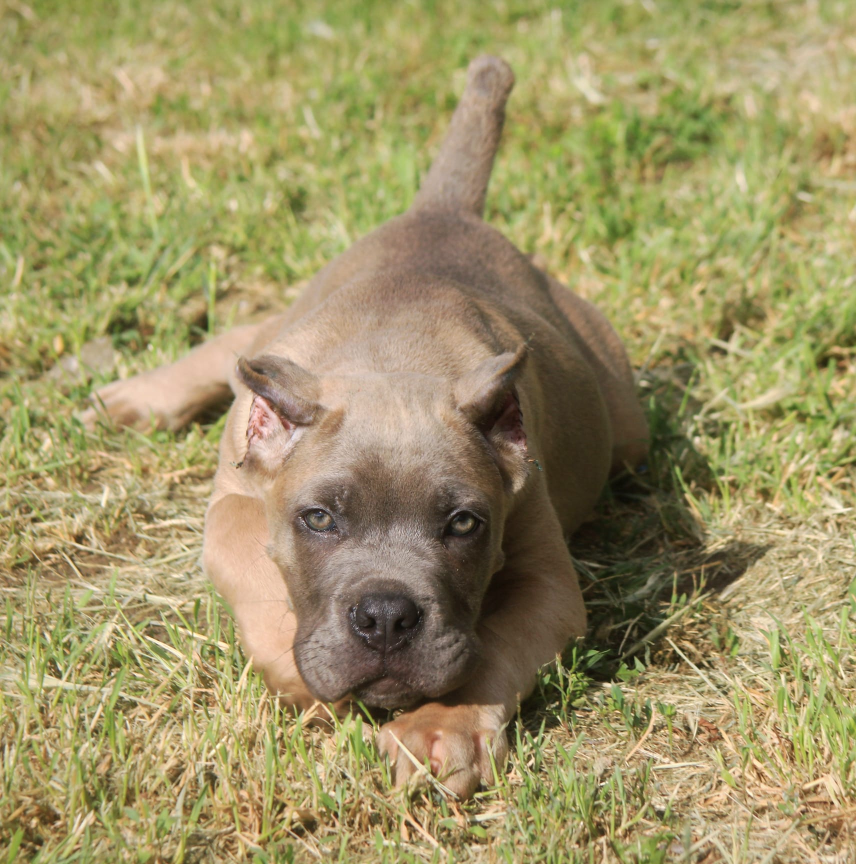 Cane Corso štenci