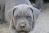 Cane Corso štenci