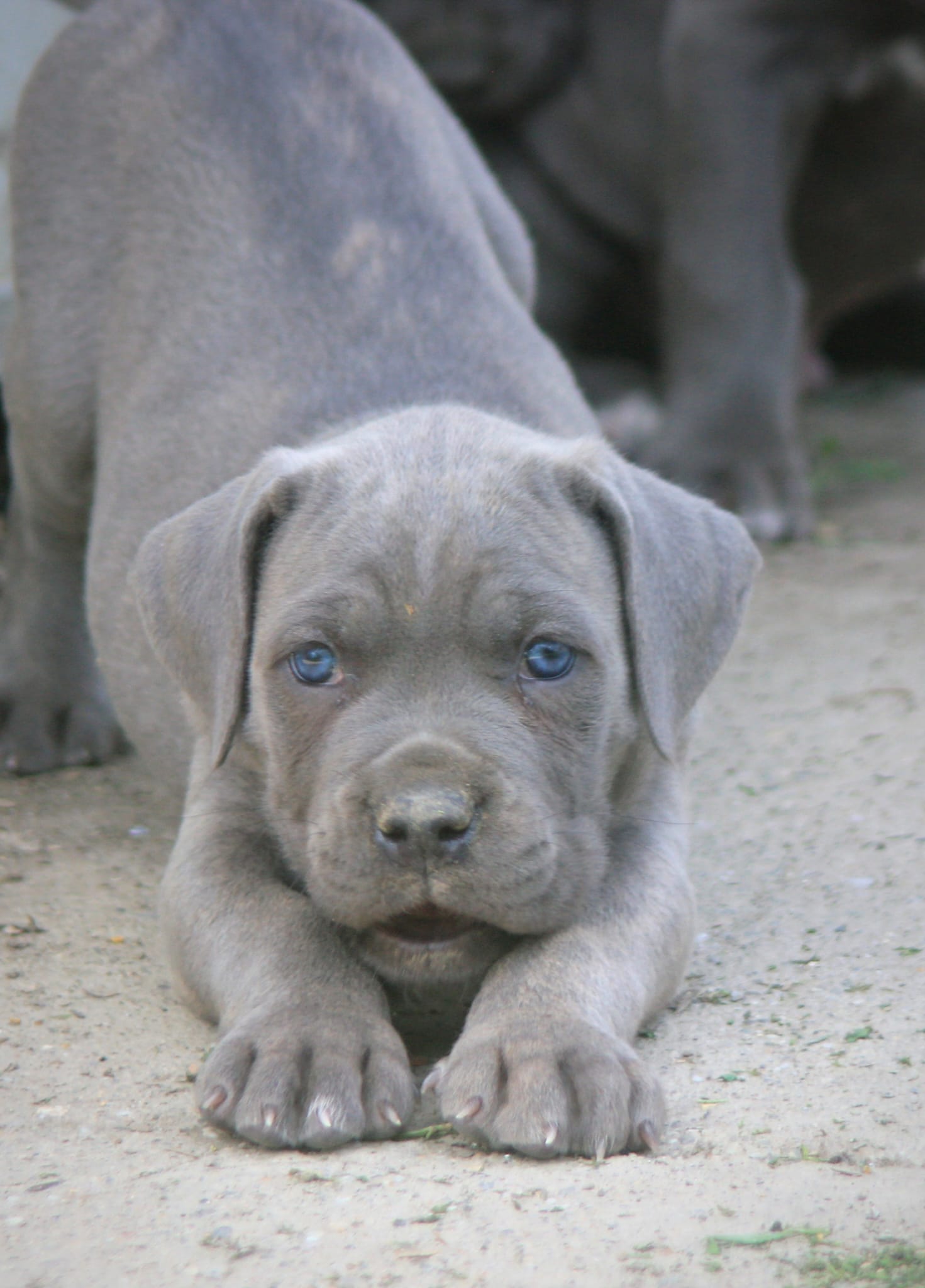 Cane Corso štenci