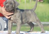 Cane Corso štenci