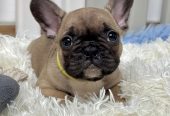 Francuski Buldog štenci