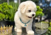 Bichon Frise štenci