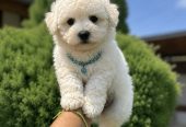 Bichon Frise štenci