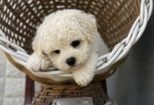 Bichon Frise štenci