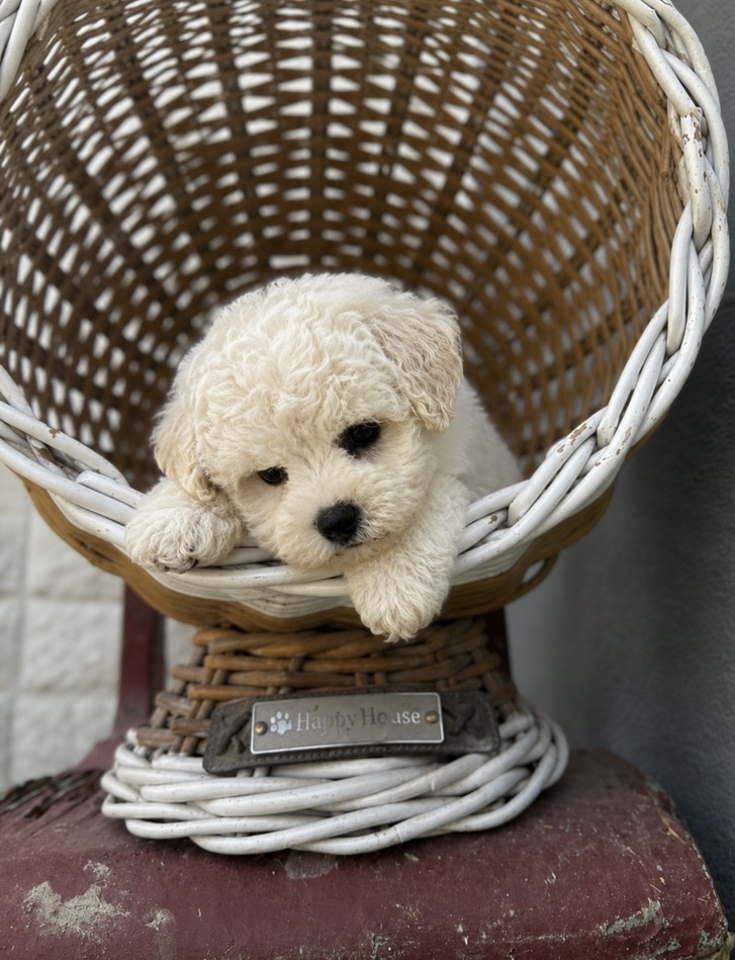 Bichon Frise štenci