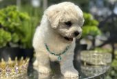 Bichon Frise štenci