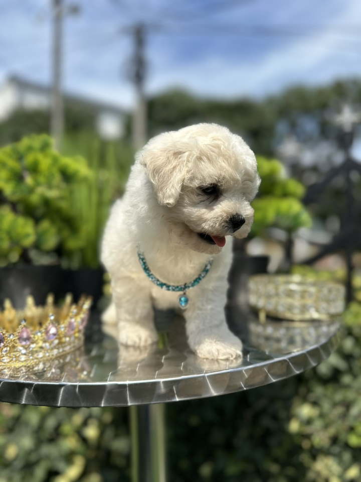 Bichon Frise štenci