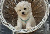 Bichon Frise štenci