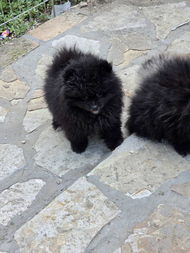 Medvedići pomeranci čekaju na vas