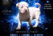 American bully štenci – vrhunski kvalitet