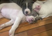 American bully štenci – vrhunski kvalitet