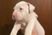 American bully štenci – vrhunski kvalitet