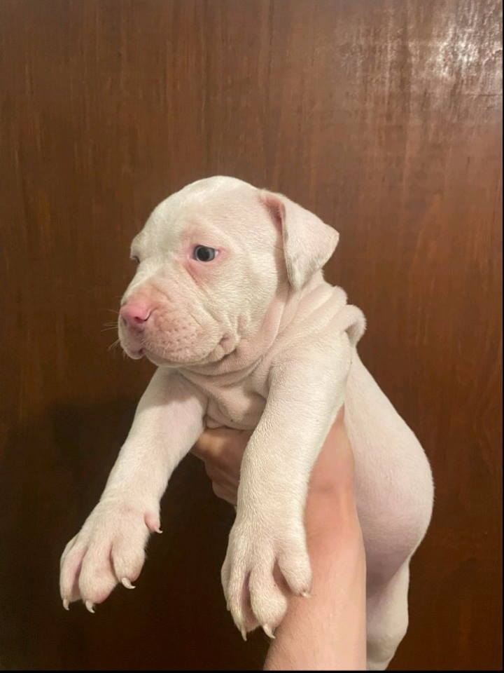 American bully štenci – vrhunski kvalitet