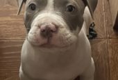 American bully štenci – vrhunski kvalitet