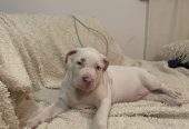 American bully štenci – vrhunski kvalitet