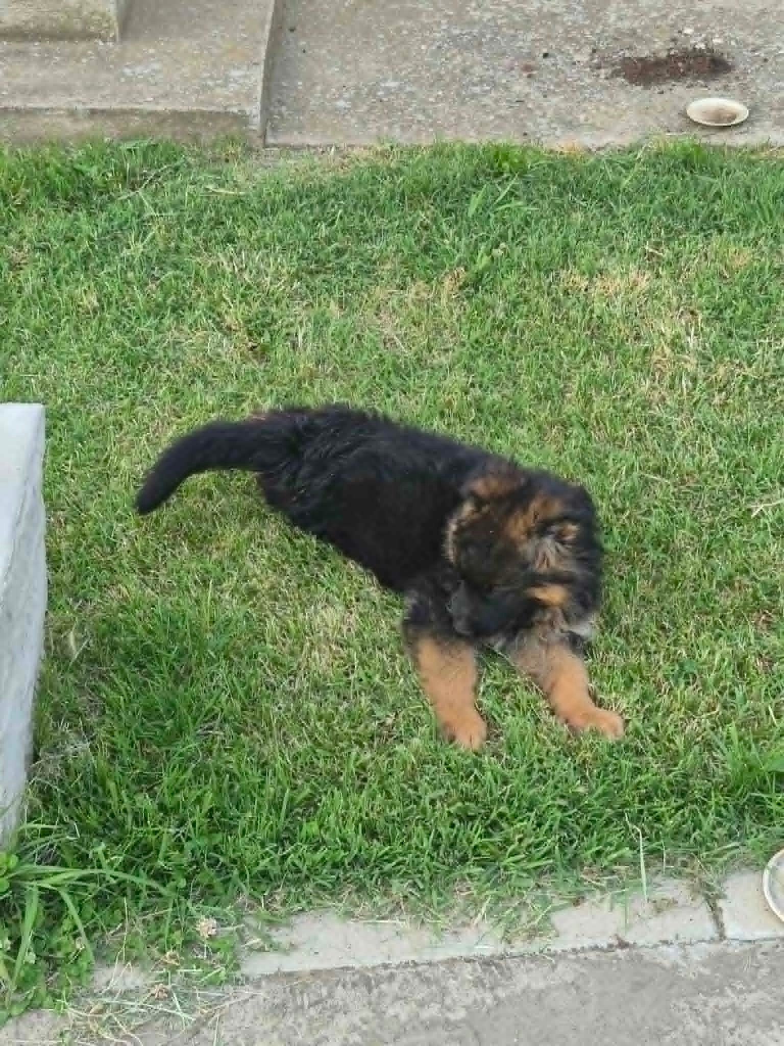 Dugodlaki nemački ovčar štenci