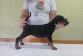 Vrhunski Doberman štenci 6 nedelja stari
