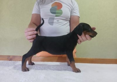 dobi1