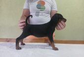 Vrhunski Doberman štenci 6 nedelja stari