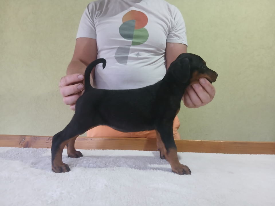 Vrhunski Doberman štenci 6 nedelja stari