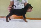 Vrhunski Doberman štenci 6 nedelja stari