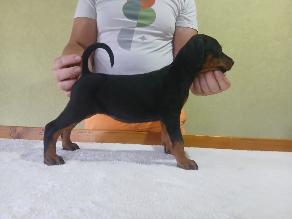 Vrhunski Doberman štenci 6 nedelja stari