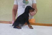Vrhunski Doberman štenci 6 nedelja stari