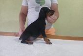 Vrhunski Doberman štenci 6 nedelja stari