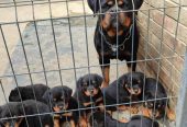Prelepa štenad Rotvajlera, 2 meseca starosti