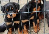 Prelepa štenad Rotvajlera, 2 meseca starosti
