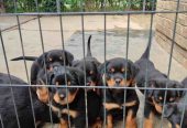 Prelepa štenad Rotvajlera, 2 meseca starosti