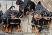 Prelepa štenad Rotvajlera, 2 meseca starosti